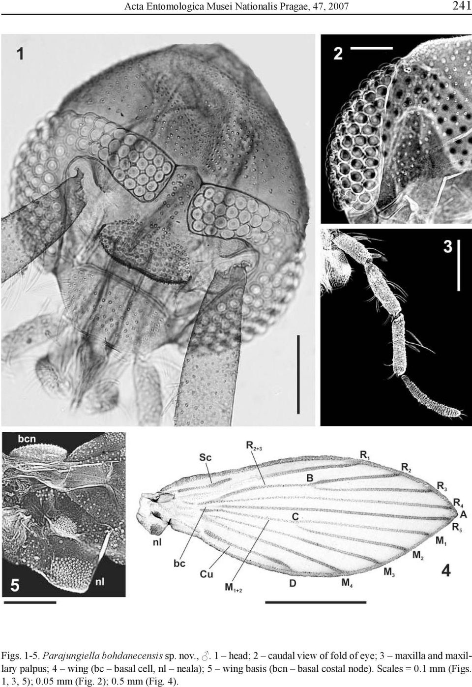 1 head; 2 caudal view of fold of eye; 3 maxilla and maxillary palpus; 4 wing