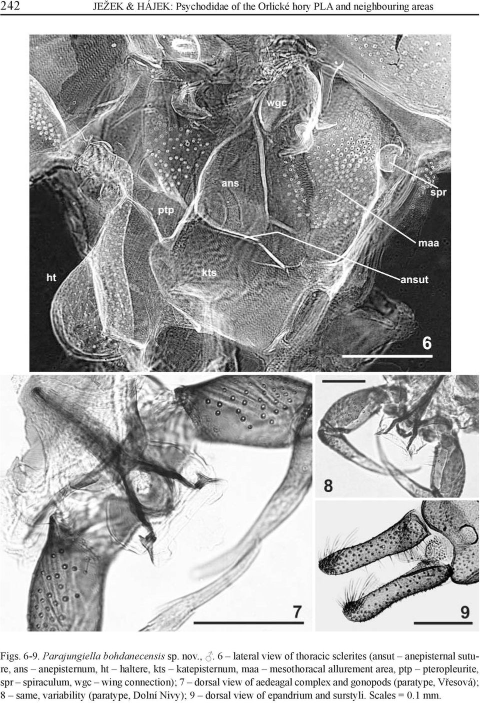 mesothoracal allurement area, ptp pteropleurite, spr spiraculum, wgc wing connection); 7 dorsal view of aedeagal complex and