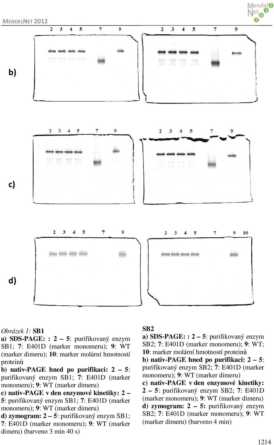 zymogram: 2 5: purifikovaný enzym SB1; 7: E401D (marker monomeru); 9: WT (marker dimeru) (barveno 3 min 40 s) SB2 a) SDS-PAGE: : 2 5: purifikovaný enzym SB2; 7: E401D (marker monomeru); 9: WT; 10: