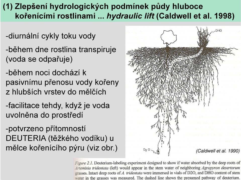 pasivnímu přenosu ř vody kořeny ř z hlubších vrstev do mělčích -facilitace tehdy, když je voda uvolněna do