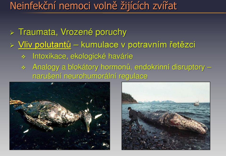 řetězci Intoxikace, ekologické havárie Analogy a