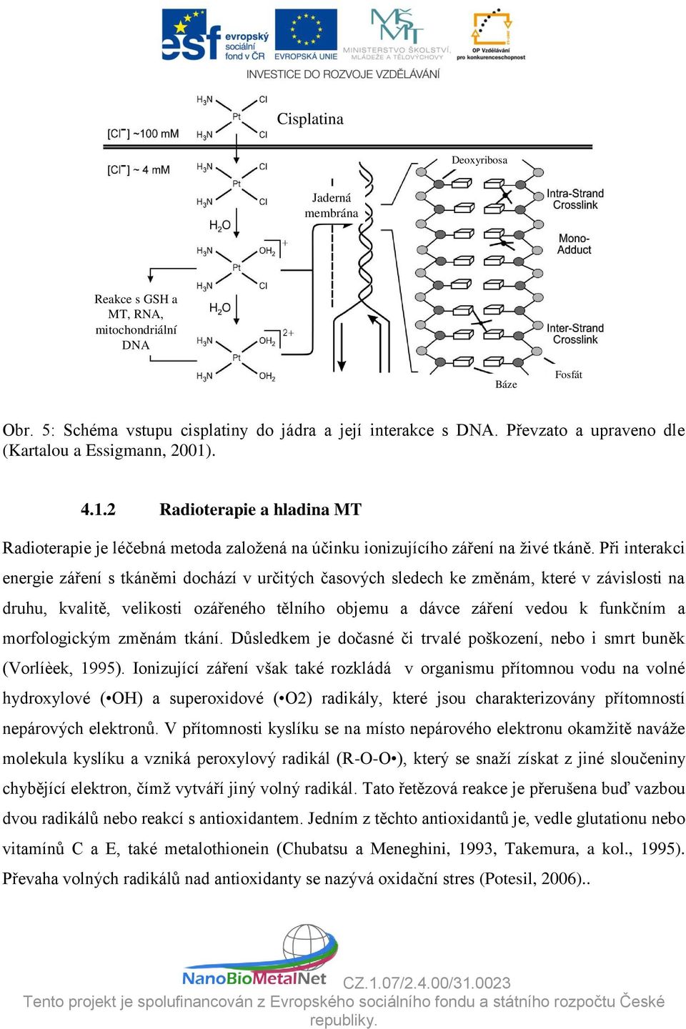 Při interakci energie záření s tkáněmi dochází v určitých časových sledech ke změnám, které v závislosti na druhu, kvalitě, velikosti ozářeného tělního objemu a dávce záření vedou k funkčním a