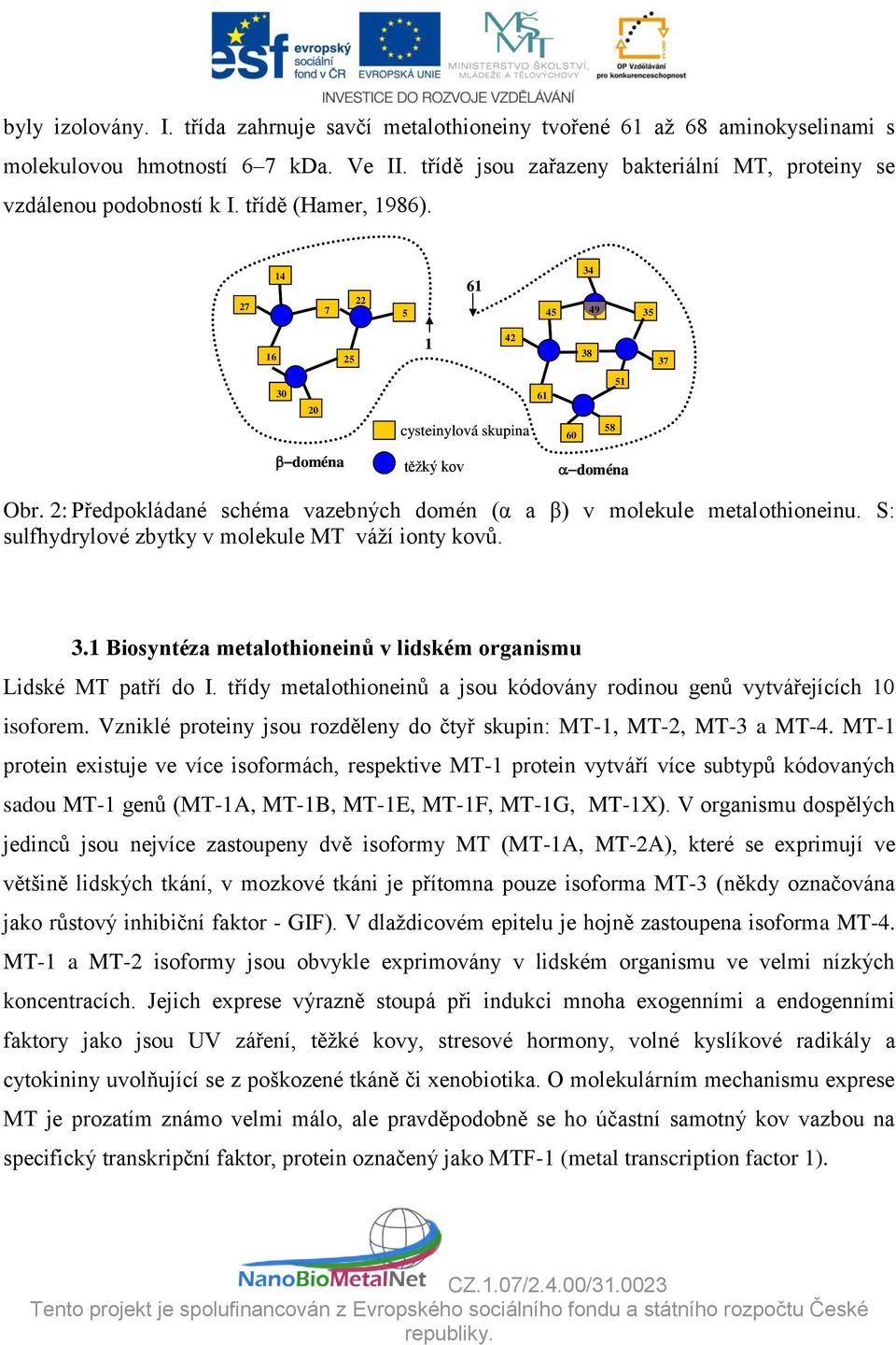 27 14 7 22 5 61 34 45 49 35 16 25 30 20 doména 1 42 cysteinylová skupina těžký kov 61 38 51 58 60 doména 37 Obr. 2: Předpokládané schéma vazebných domén (α a β) v molekule metalothioneinu.