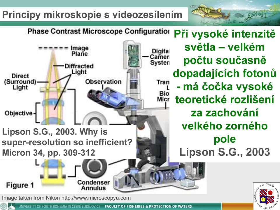 309-312 Při vysoké intenzitě světla velkém počtu současně dopadajících fotonů - má