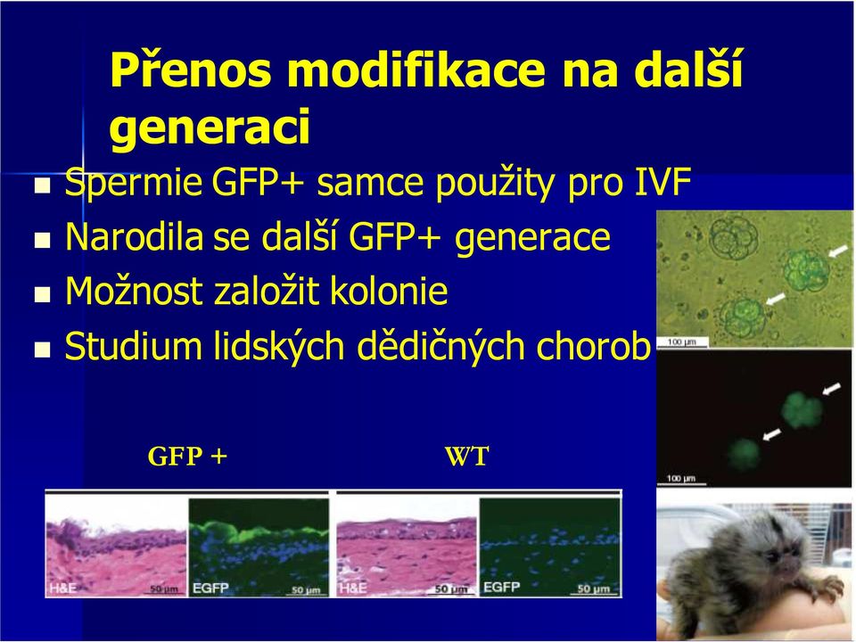 Narodila se další GFP+ generace Možnost