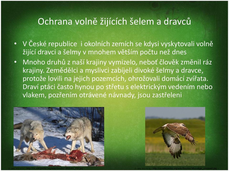 Zemědělci a myslivci zabíjeli divoké šelmy a dravce, protože lovili na jejich pozemcích, ohrožovali domácí zvířata.