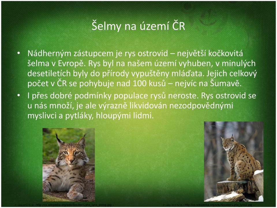 Jejich celkový počet v ČR se pohybuje nad 100 kusů nejvíc na Šumavě. I přes dobré podmínky populace rysů neroste.