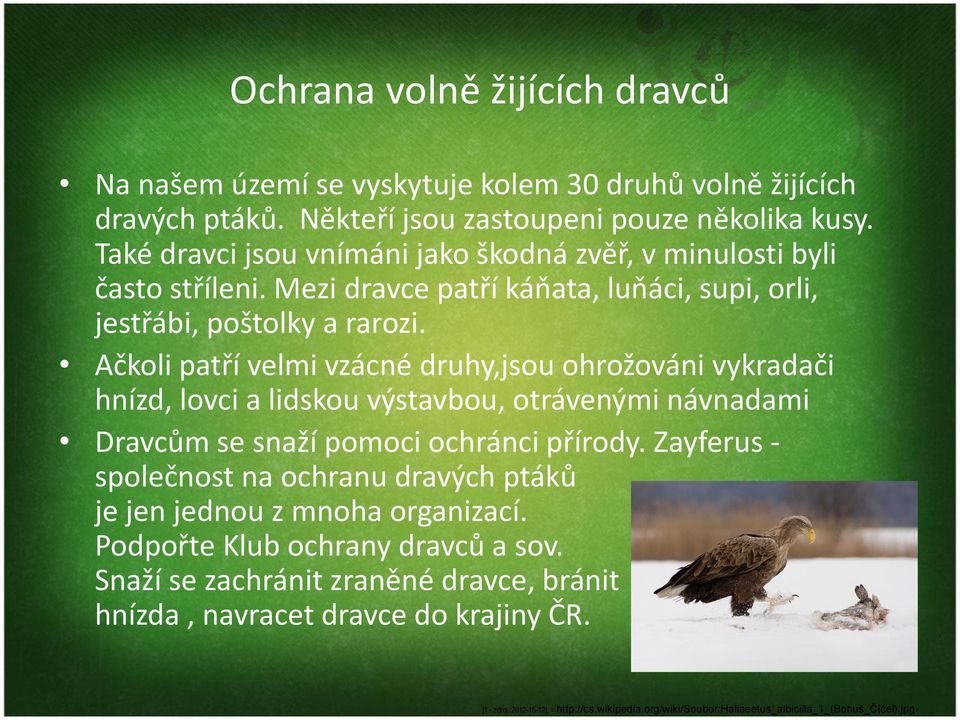 Ačkoli patří velmi vzácné druhy,jsou ohrožováni vykradači hnízd, lovci a lidskou výstavbou, otrávenými návnadami Dravcům se snaží pomoci ochránci přírody.