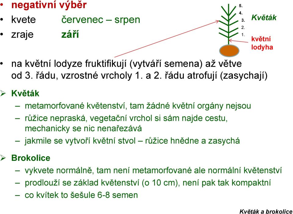 řádu atrofují (zasychají) Květák metamorfované květenství, tam žádné květní orgány nejsou růžice nepraská, vegetační vrchol si sám najde cestu,