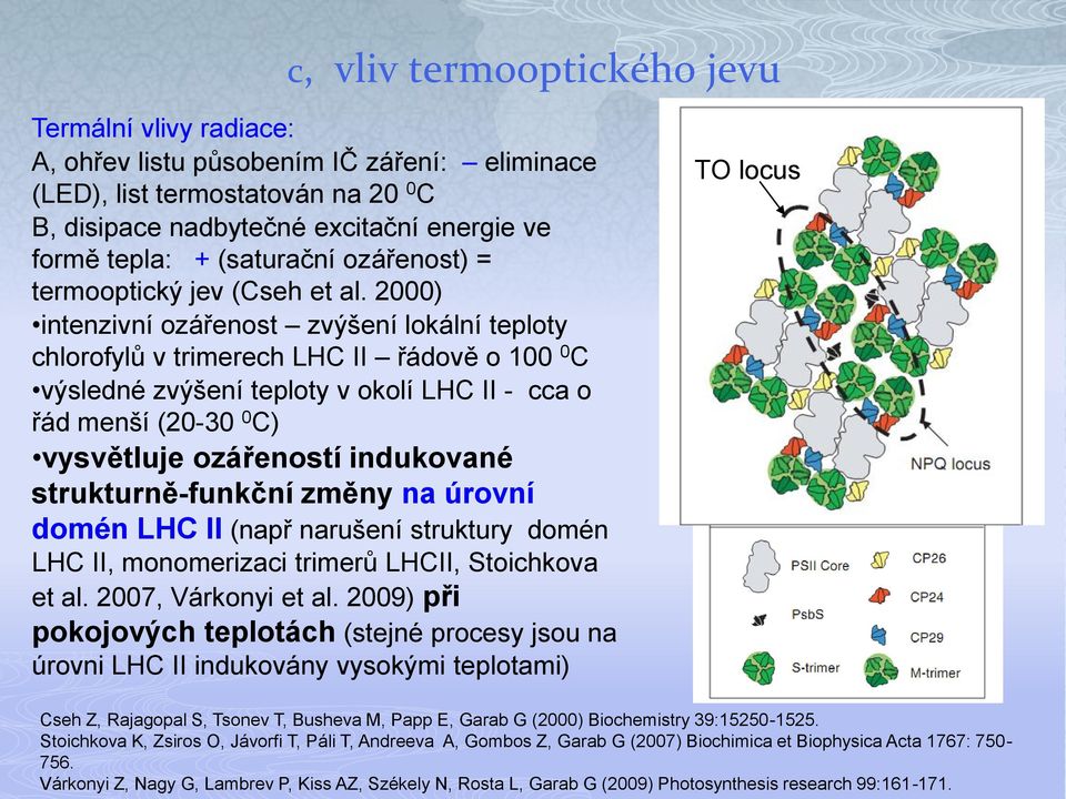 2000) intenzivní ozářenost zvýšení lokální teploty chlorofylů v trimerech LHC II řádově o 100 0 C výsledné zvýšení teploty v okolí LHC II - cca o řád menší (20-30 0 C) vysvětluje ozářeností