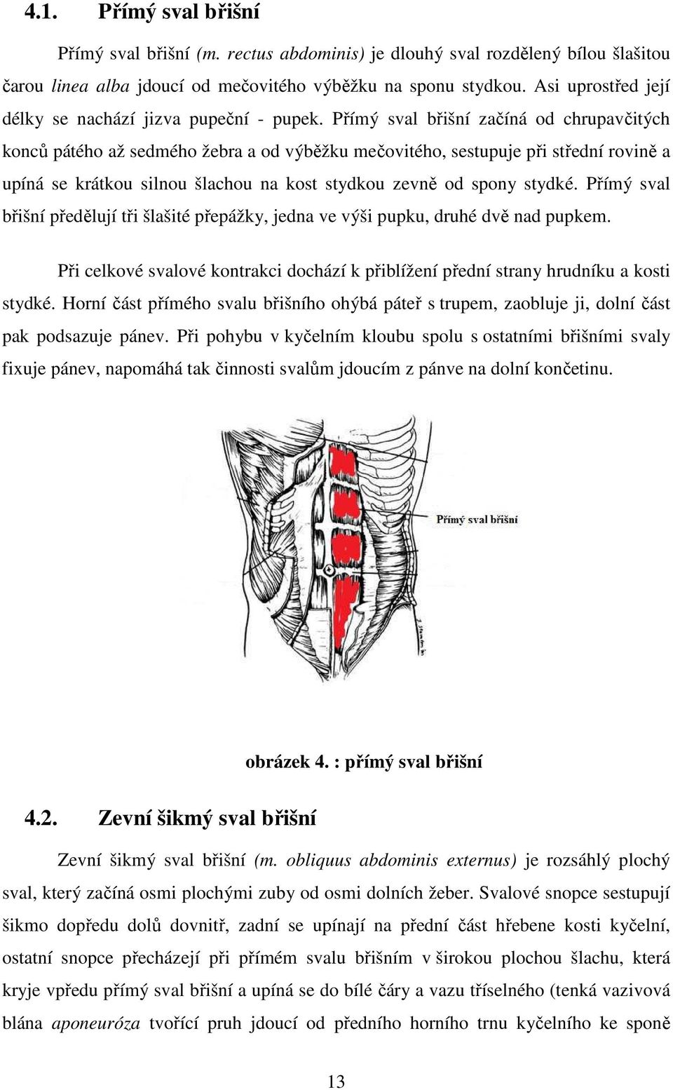 Přímý sval břišní začíná od chrupavčitých konců pátého až sedmého žebra a od výběžku mečovitého, sestupuje při střední rovině a upíná se krátkou silnou šlachou na kost stydkou zevně od spony stydké.