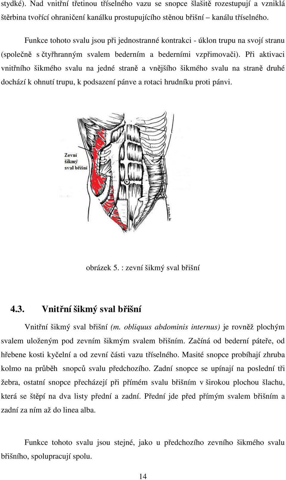 Při aktivaci vnitřního šikmého svalu na jedné straně a vnějšího šikmého svalu na straně druhé dochází k ohnutí trupu, k podsazení pánve a rotaci hrudníku proti pánvi. obrázek 5.