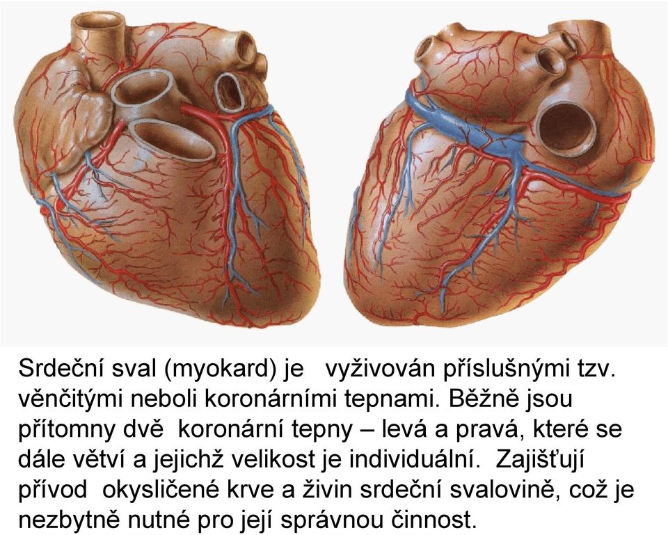 Běžně jsou přítomny dvě koronární tepny levá a pravá, které se dále větví a