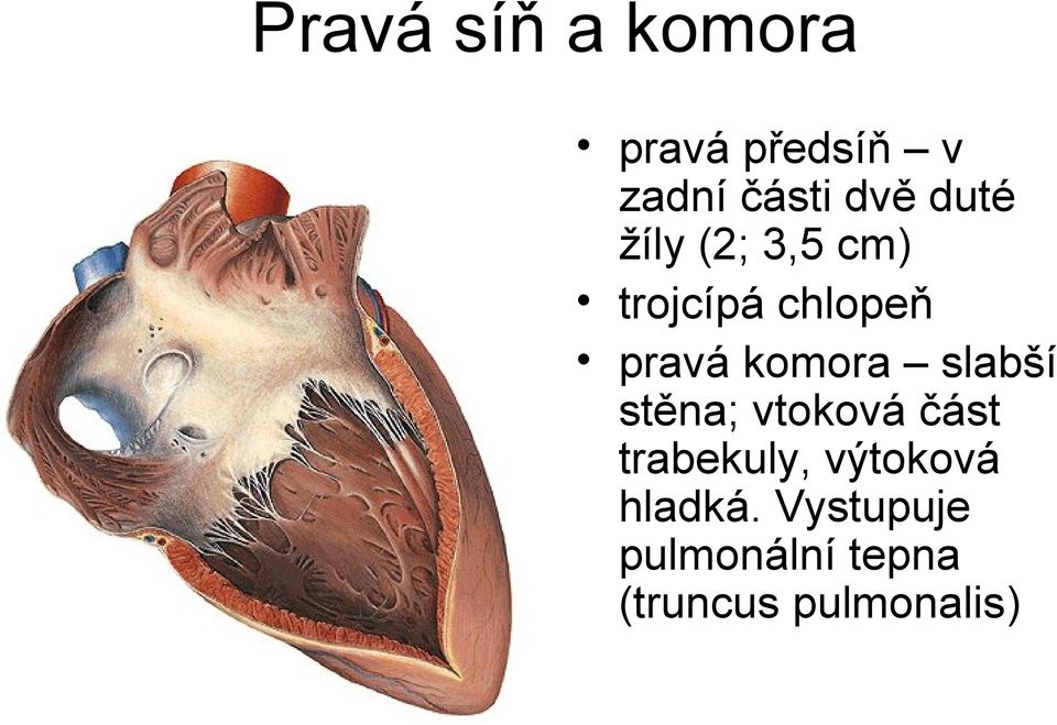 slabší stěna; vtoková část trabekuly, výtoková