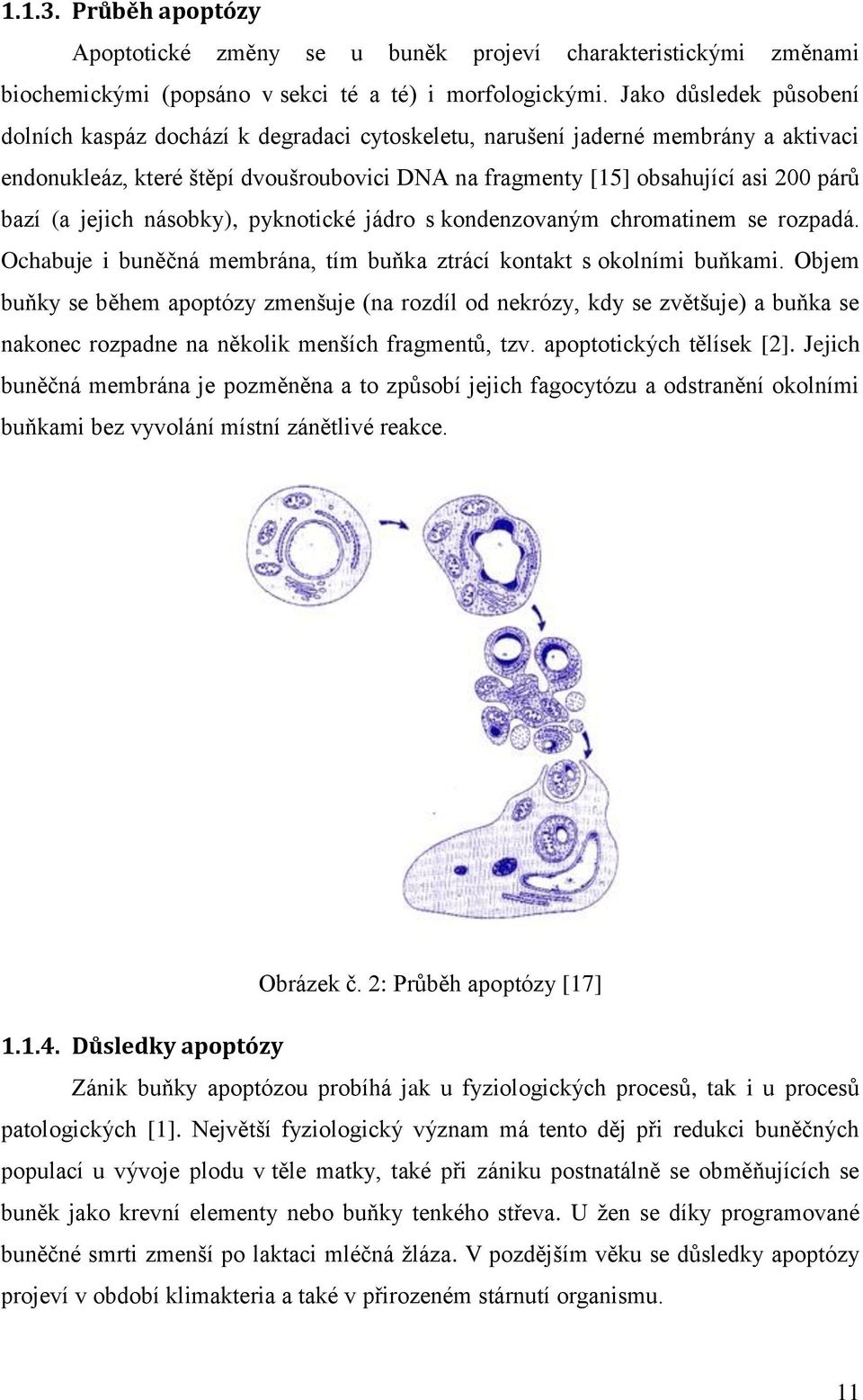 (a jejich násobky), pyknotické jádro s kondenzovaným chromatinem se rozpadá. Ochabuje i buněčná membrána, tím buňka ztrácí kontakt s okolními buňkami.