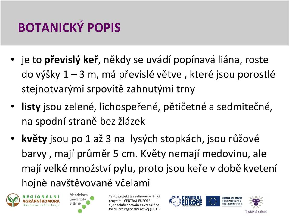 sedmitečné, na spodní straně bez žlázek květy jsou po 1 až 3 na lysých stopkách, jsou růžové barvy, mají