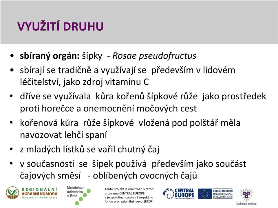 onemocnění močových cest kořenová kůra růže šípkové vložená pod polštář měla navozovat lehčí spaní z mladých