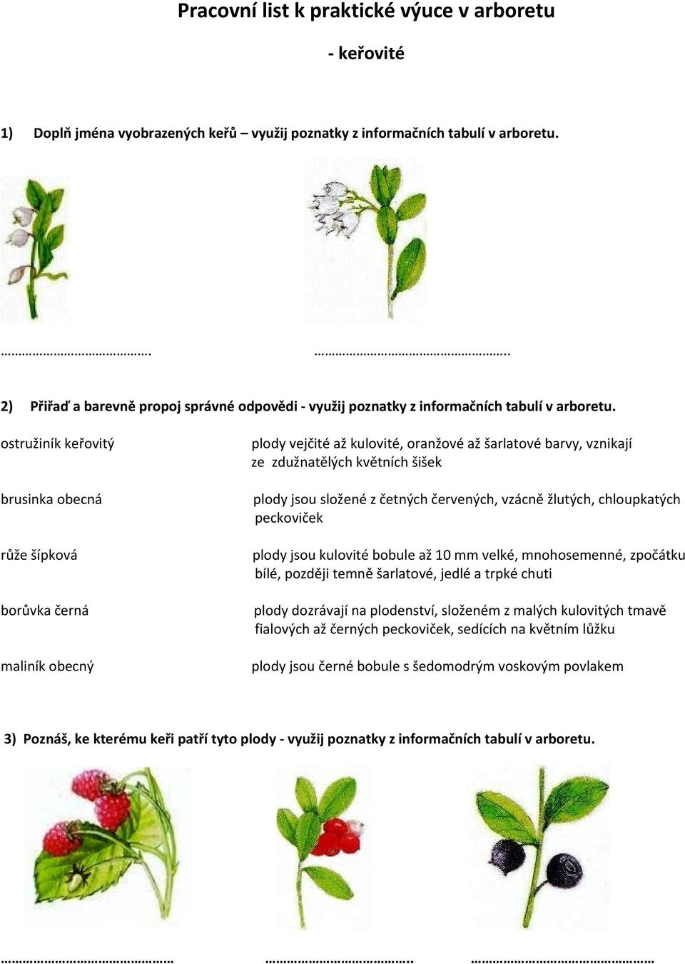 ostružiník keřovitý brusinka obecná růže šípková borůvka černá maliník obecný plody vejčité až kulovité, oranžové až šarlatové barvy, vznikají ze zdužnatělých květních šišek plody jsou složené z