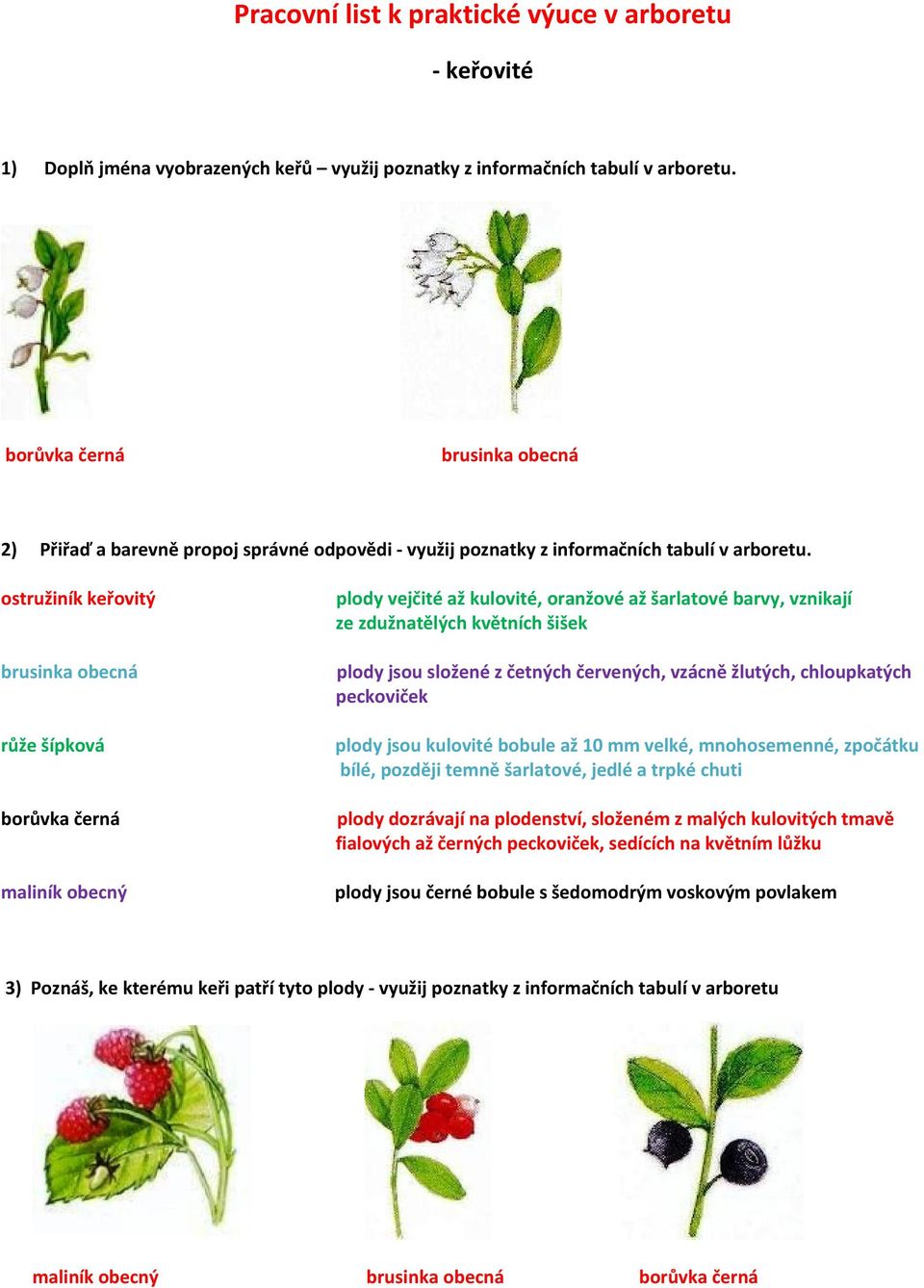 ostružiník keřovitý brusinka obecná růže šípková borůvka černá maliník obecný plody vejčité až kulovité, oranžové až šarlatové barvy, vznikají ze zdužnatělých květních šišek plody jsou složené z