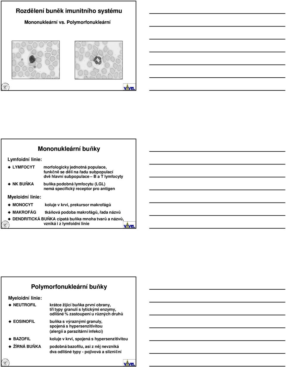 B a T lymfocyty buňka podobná lymfocytu (LGL) nemá specifický receptor pro antigen koluje v krvi, prekursor makrofágů tkáňová podoba makrofágů, řada názvů DENDRITICKÁ BUŇKA cípatá buňka mnoha tvarů a