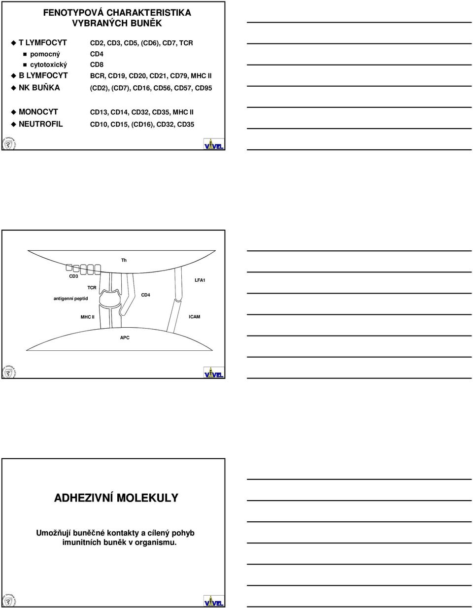 MONOCYT NEUTROFIL CD13, CD14, CD32, CD35, MHC II CD10, CD15, (CD16), CD32, CD35 Th CD3 antigenní peptid