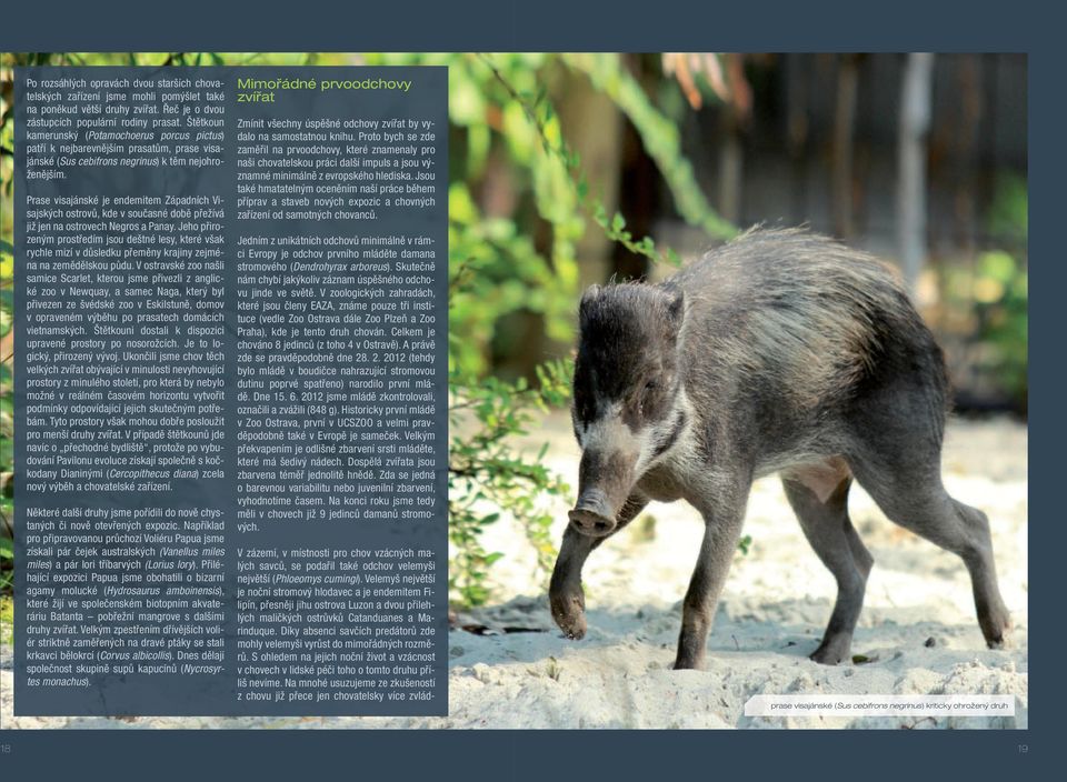 Prase visajánské je endemitem Západních Visajských ostrovů, kde v současné době přežívá již jen na ostrovech Negros a Panay.