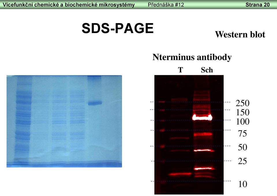 20 SDS-PAGE Western blot Nterminus