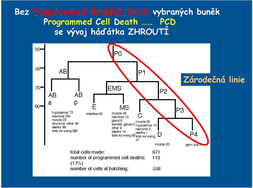 Programmed Cell Death PCD se
