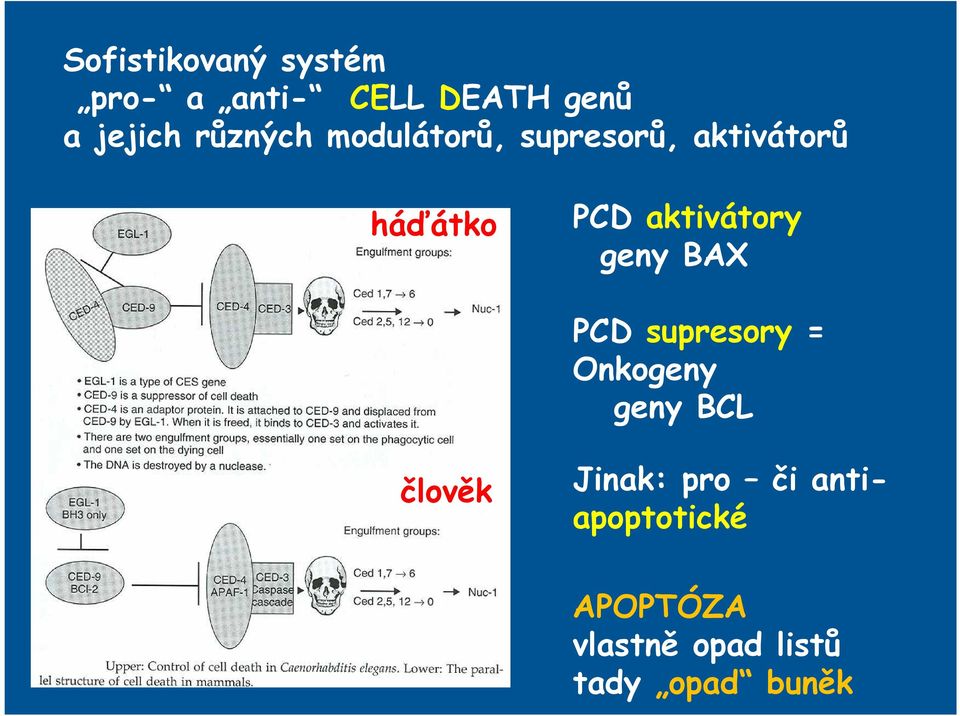 aktivátory geny BAX PCD supresory = Onkogeny geny BCL člověk