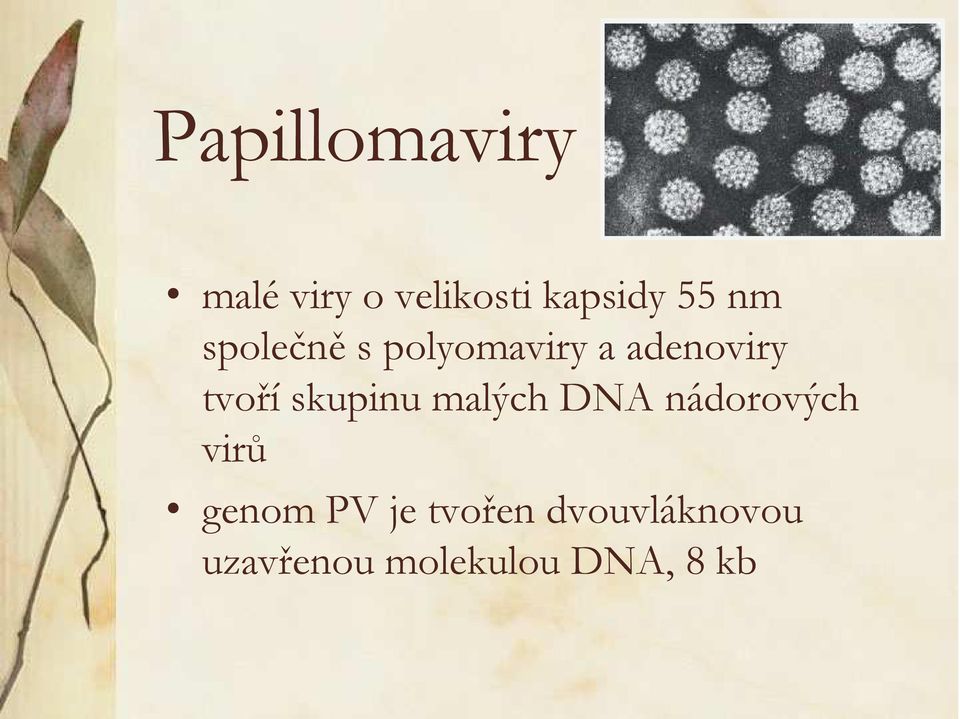 skupinu malých DNA nádorových virů genom PV je