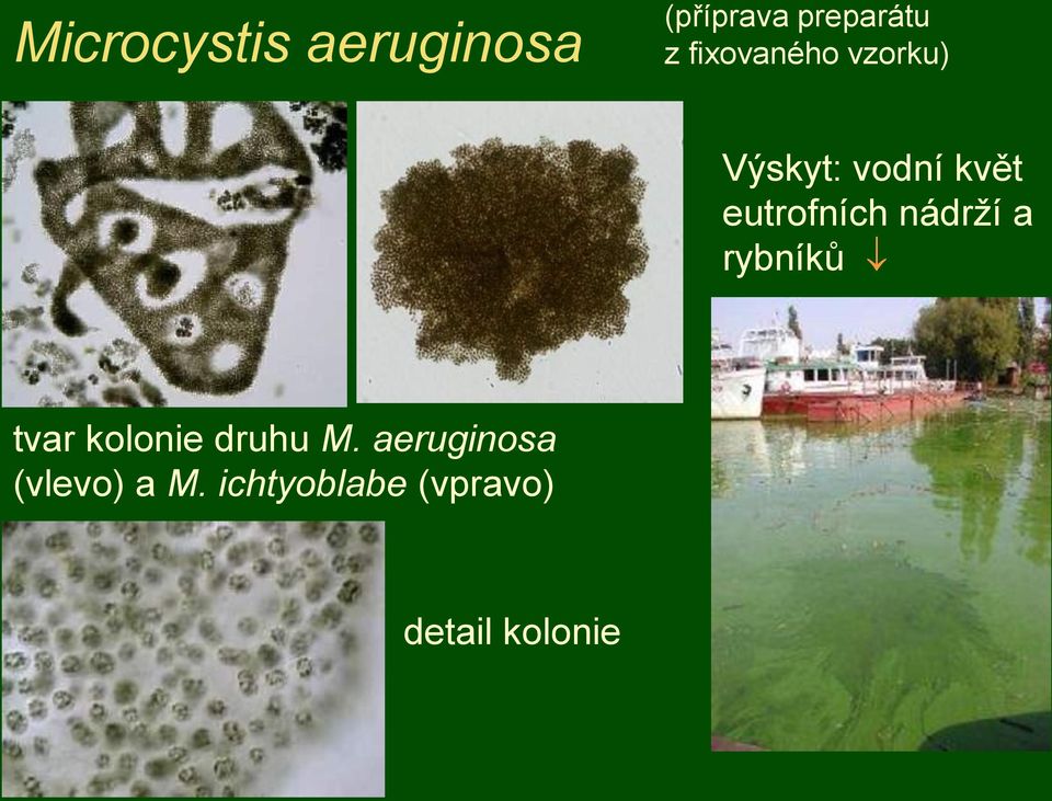 eutrofních nádrţí a rybníků tvar kolonie druhu