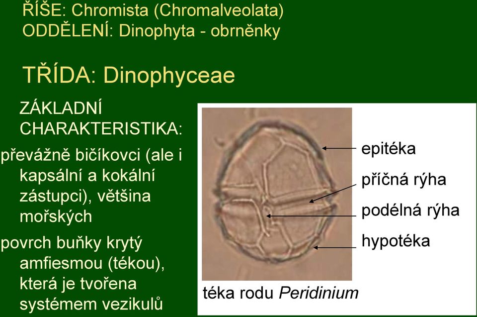 kokální zástupci), většina mořských povrch buňky krytý amfiesmou (tékou), která