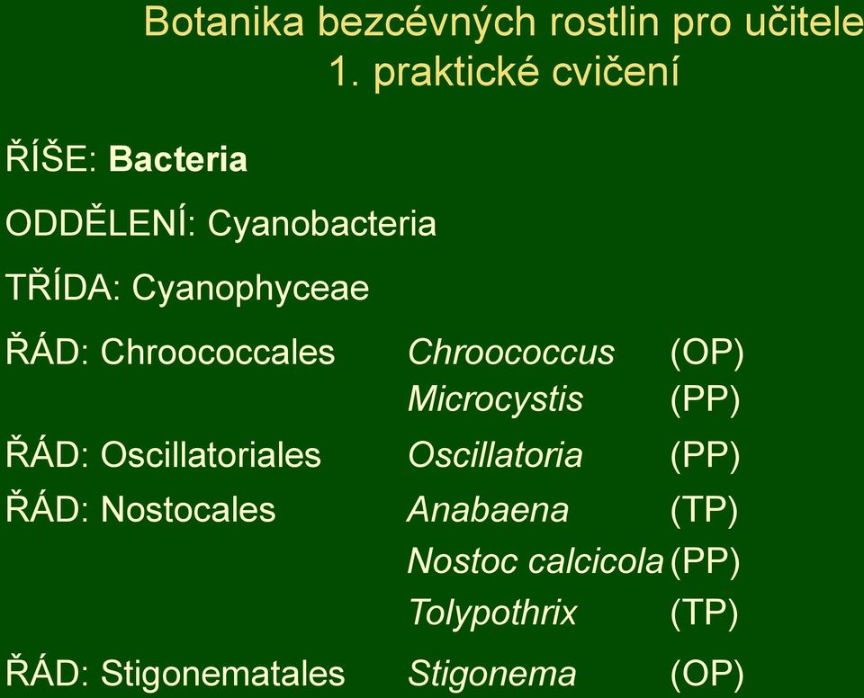 Chroococcales Chroococcus (OP) Microcystis (PP) ŘÁD: Oscillatoriales