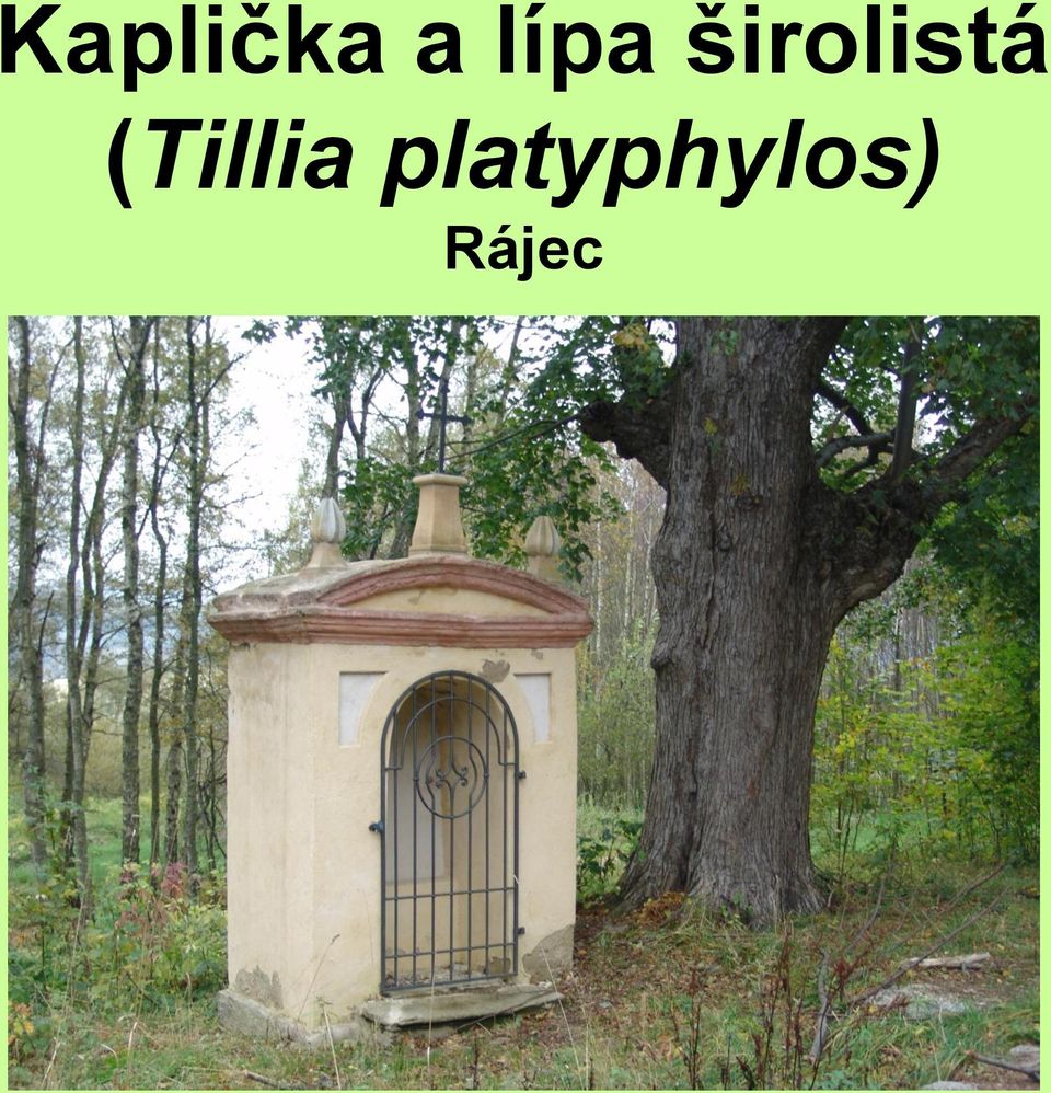 širolistá