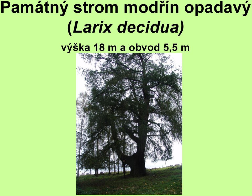 (Larix decidua)