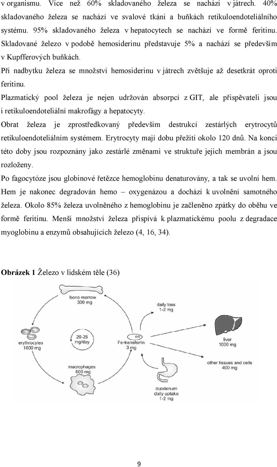 Při nadbytku železa se množství hemosiderinu v játrech zvětšuje až desetkrát oproti feritinu.