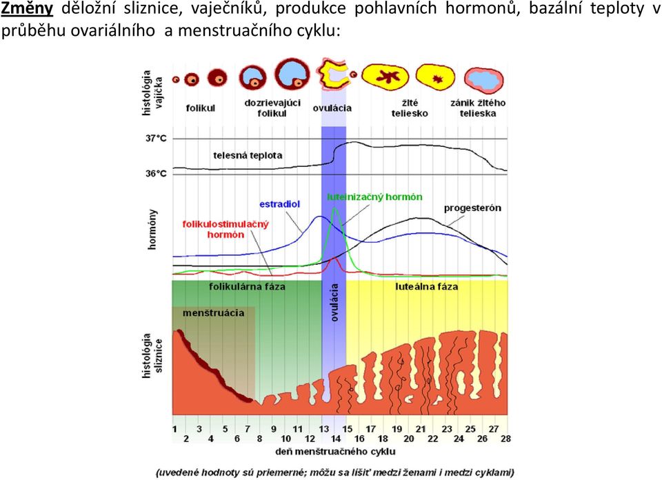 hormonů, bazální teploty v