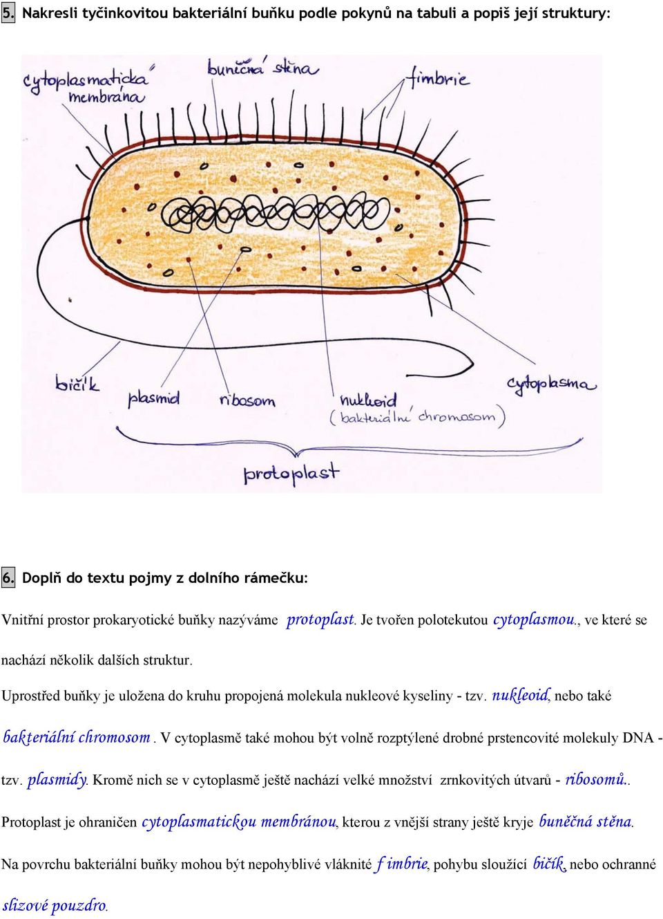 nukleoid, nebo také bakteriální chromosom. V cytoplasmě také mohou být volně rozptýlené drobné prstencovité molekuly DNA - tzv. plasmidy.