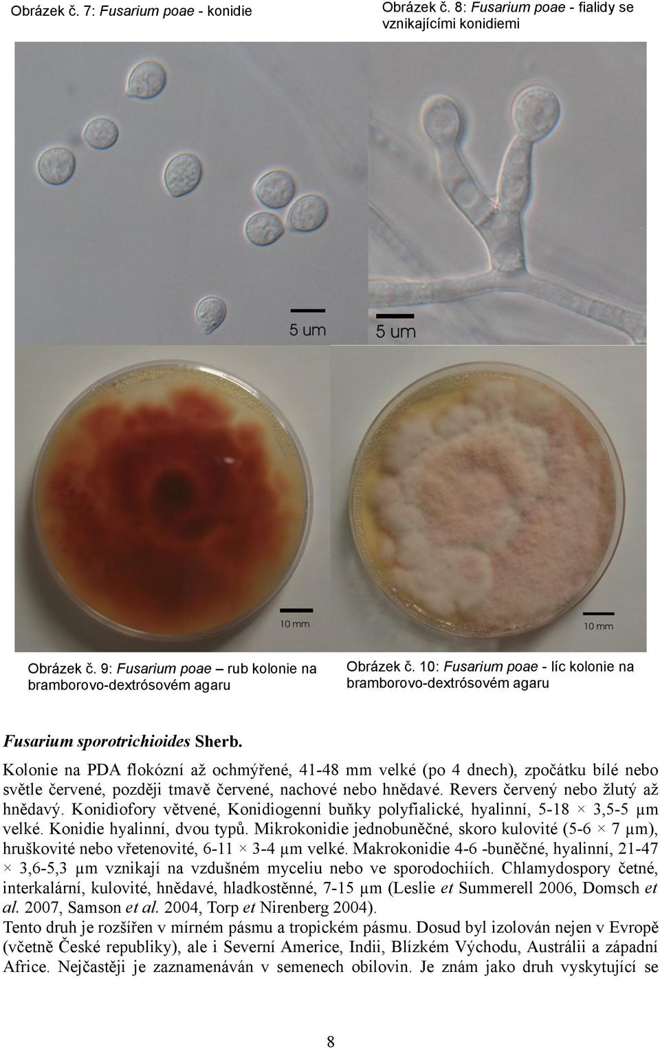 Kolonie na PDA flokózní až ochmýřené, 41-48 mm velké (po 4 dnech), zpočátku bílé nebo světle červené, později tmavě červené, nachové nebo hnědavé. Revers červený nebo žlutý až hnědavý.