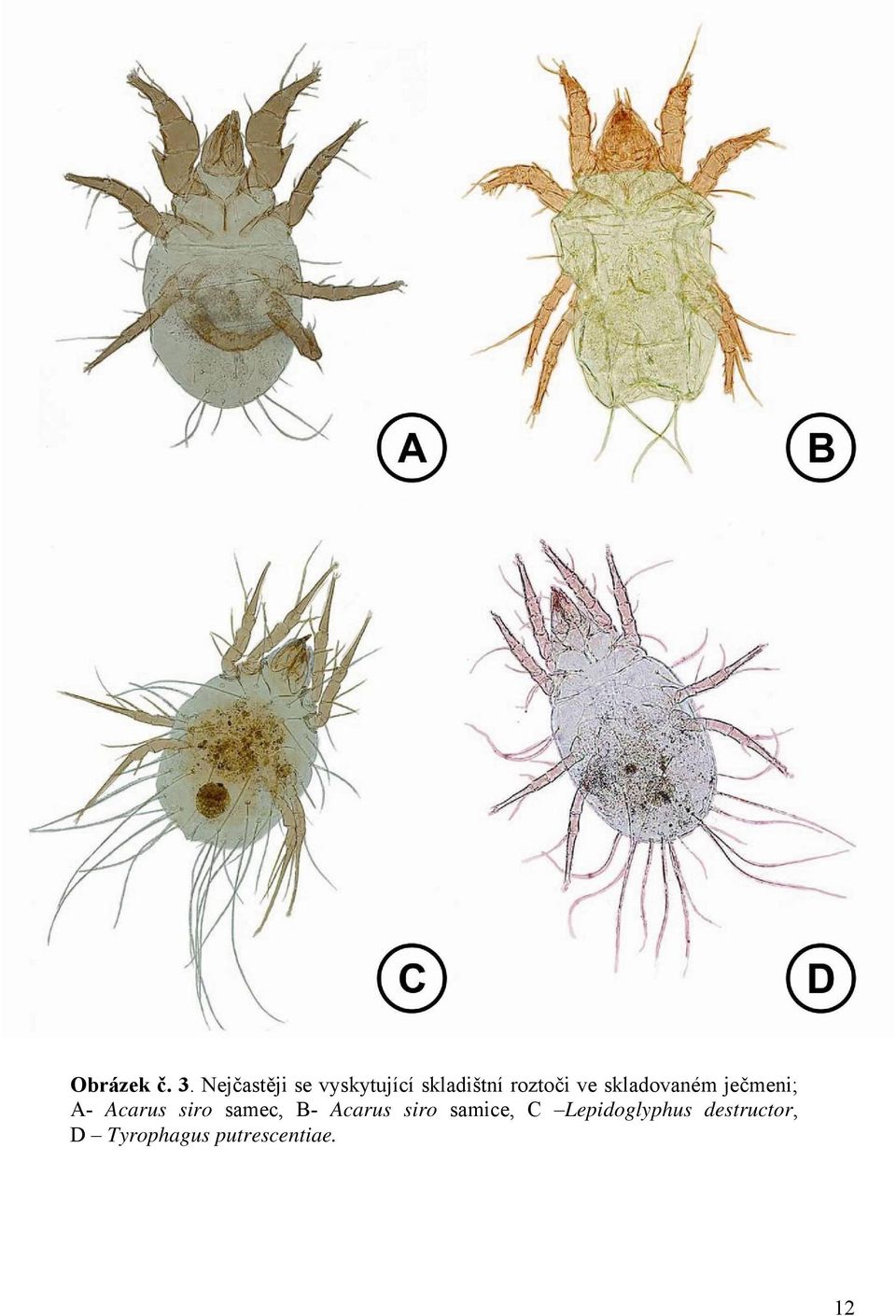 ve skladovaném ječmeni; A- Acarus siro samec,