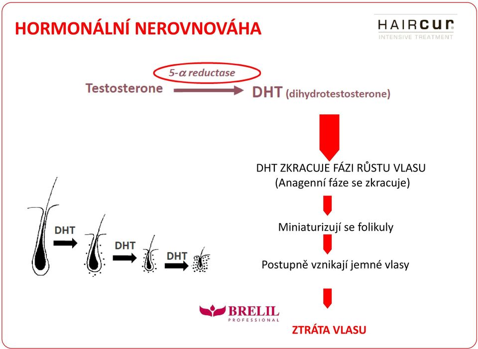 zkracuje) Miniaturizují se folikuly