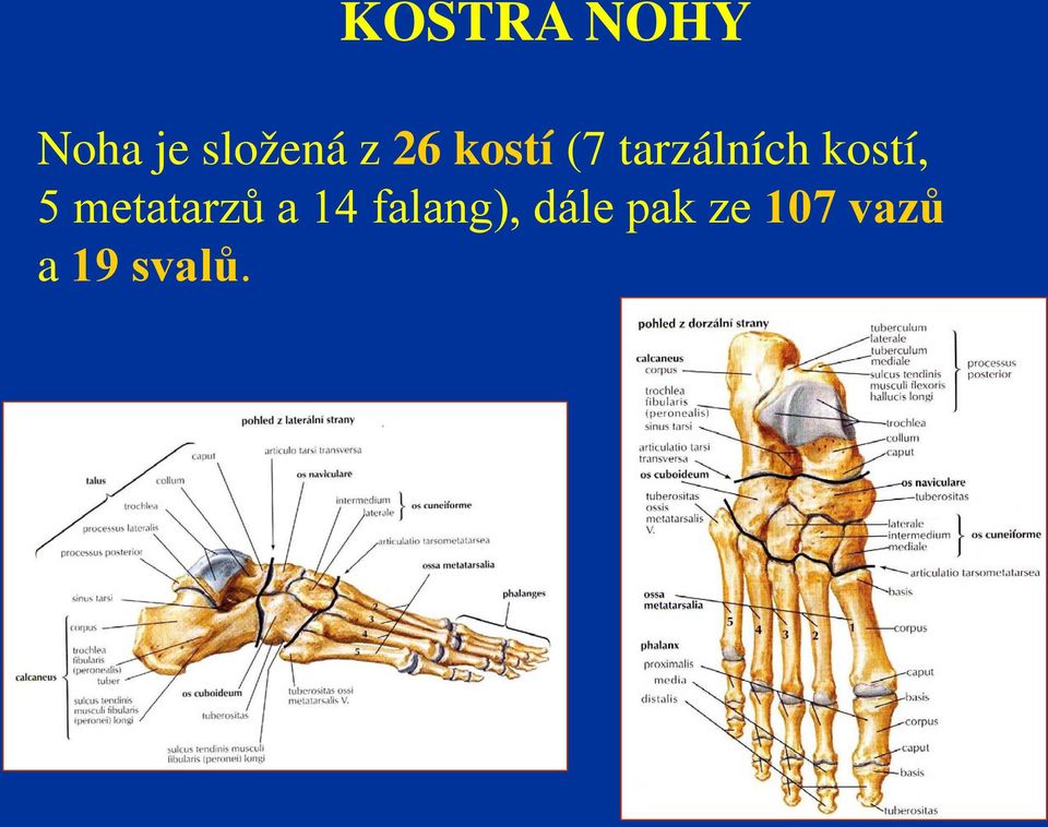 5 metatarzů a 14 falang),