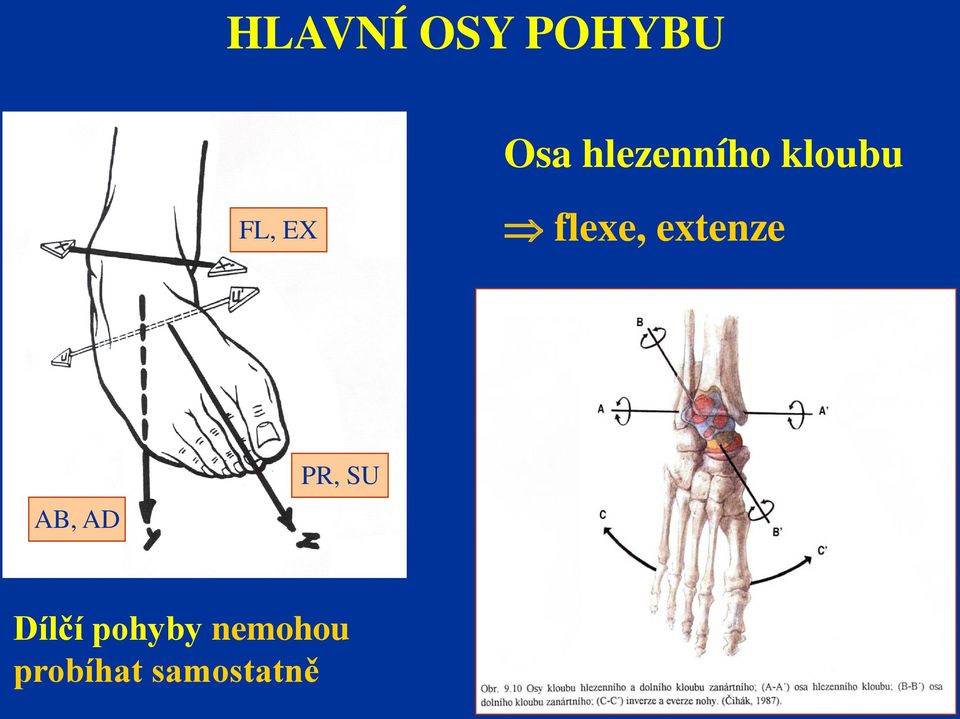 flexe, extenze AB, AD PR, SU