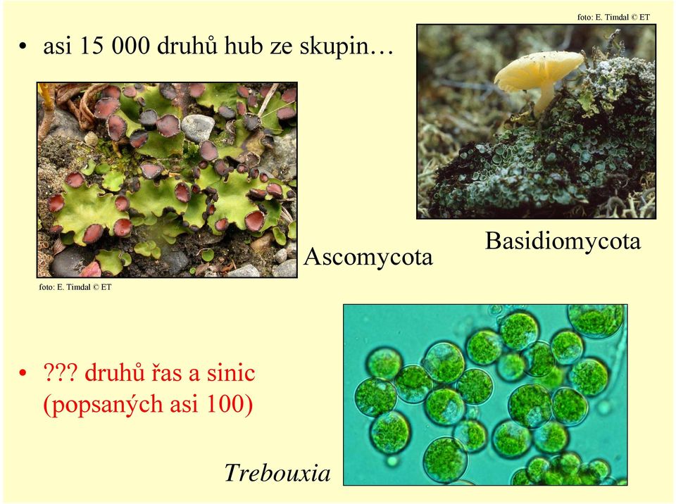 Timdal ET Ascomycota Basidiomycota 