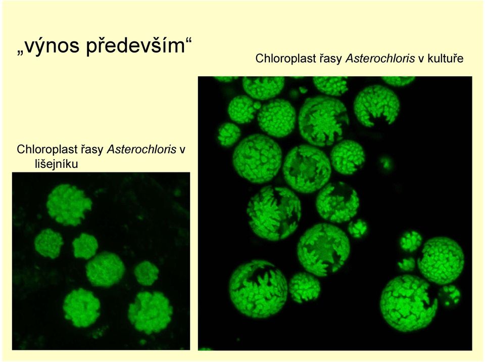 Asterochloris v kultuře 
