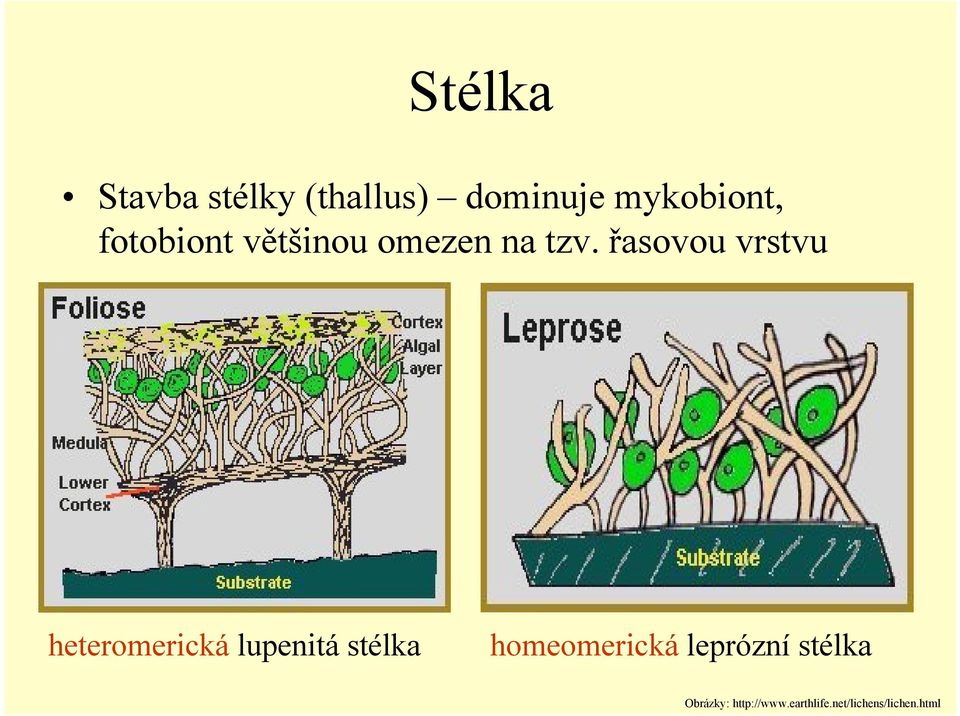 řasovou vrstvu heteromerická lupenitá stélka