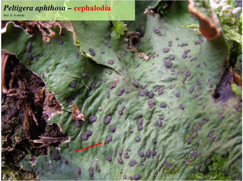 cephalodia