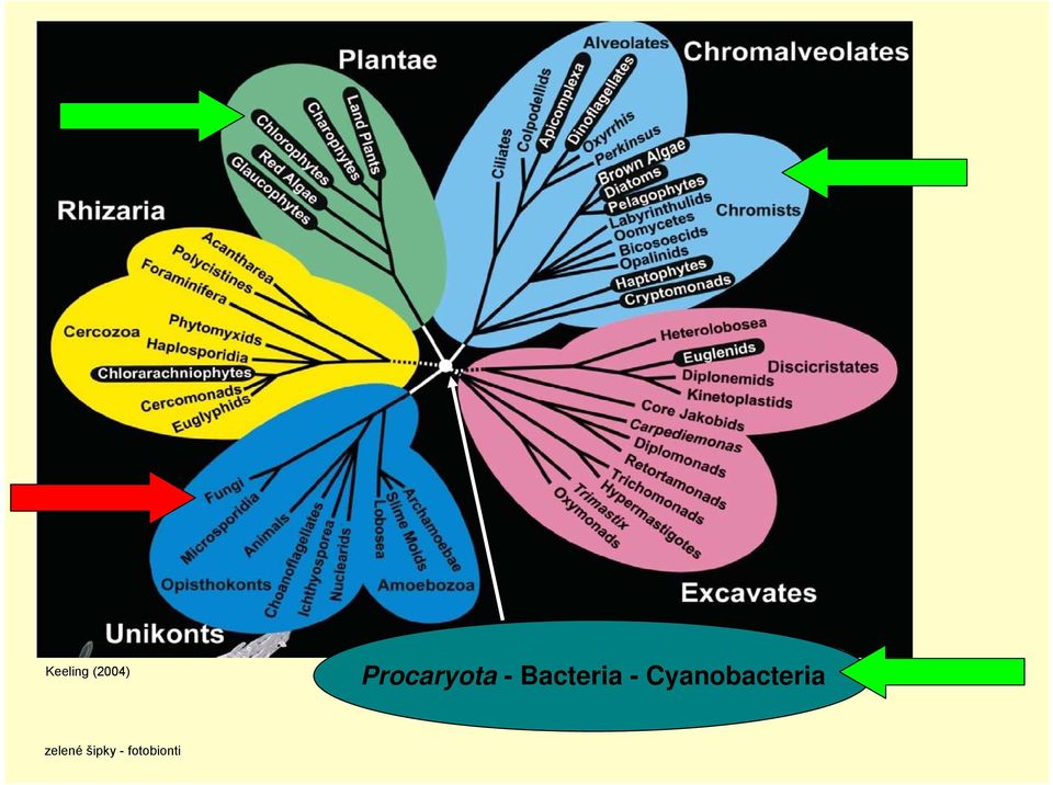 Bacteria -