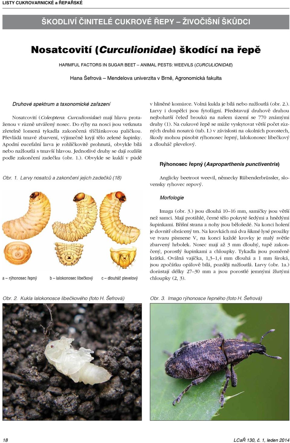 Do rýhy na nosci jsou vetknuta zřetelně lomená tykadla zakončená tříčlánkovou paličkou. Převládá tmavé zbarvení, výjimečně kryjí tělo zelené šupinky.