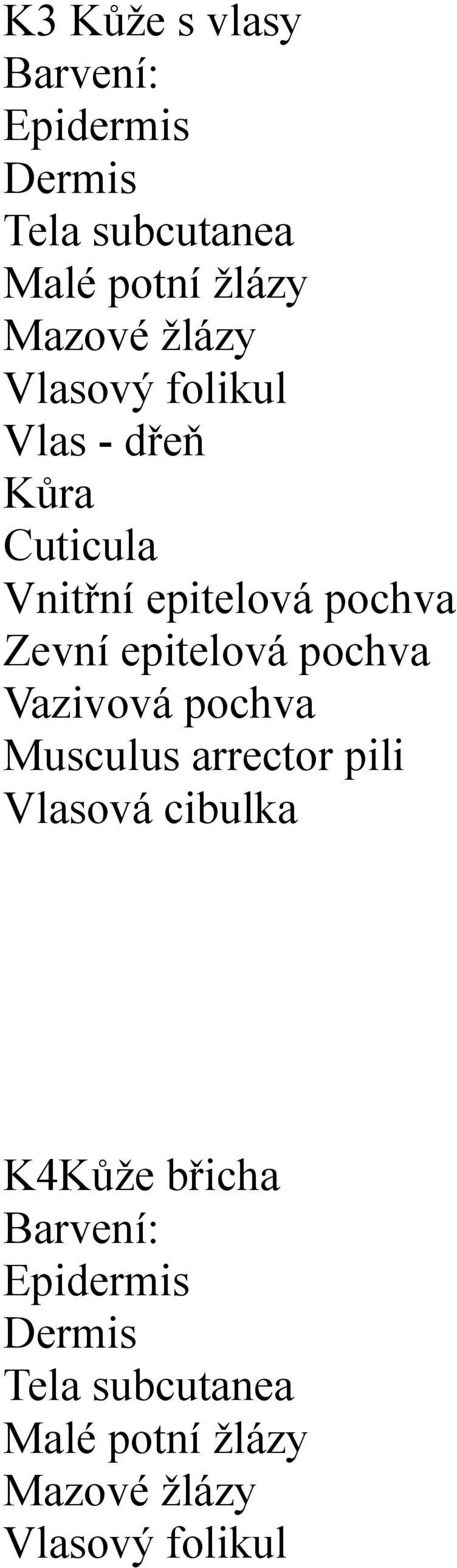 epitelová pochva Vazivová pochva Musculus arrector pili Vlasová cibulka K4Kůže